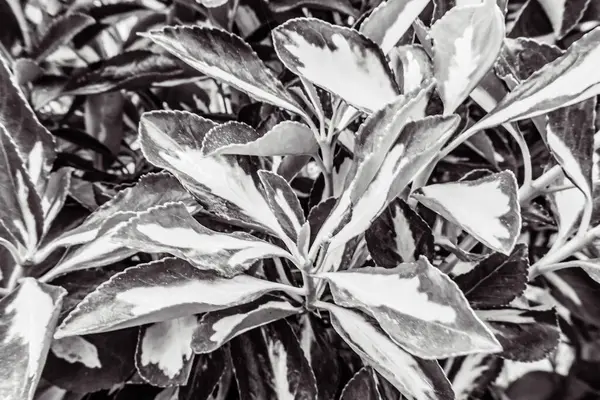 siyah ve beyaz arka plan, yapraklar