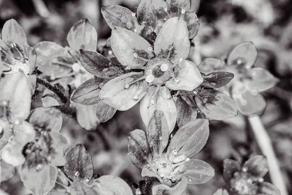 siyah ve beyaz çiçek arkaplanı