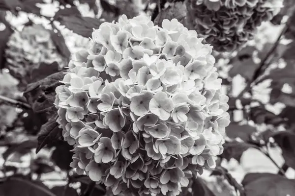 Ağaçta güzel bir çiçek