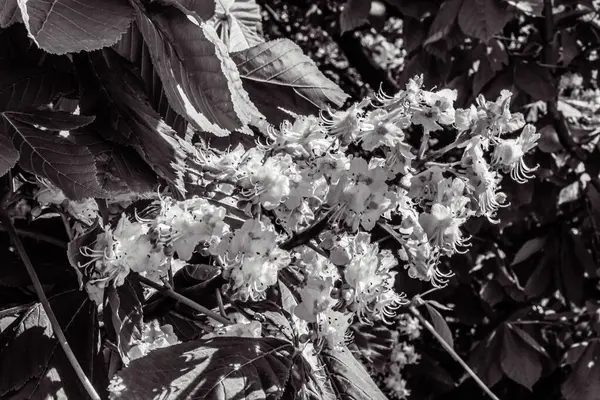 Bahçedeki siyah beyaz çiçek