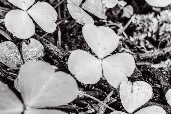 Bahçedeki güzel beyaz çiçekler