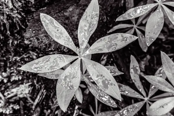 siyah ve beyaz çiçek dokusu