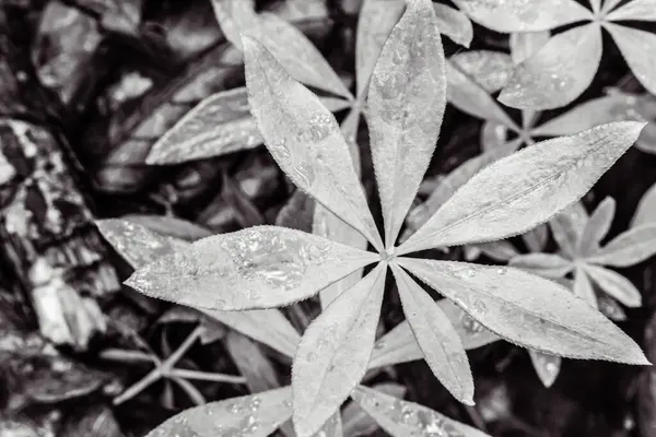 siyah ve beyaz arkaplan