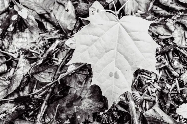 Sonbahar yaprakları parkta, sonbahar mevsiminde ve doğada