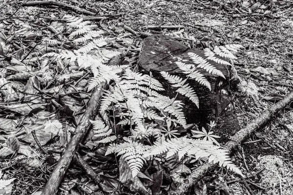 Ormandaki bir ağacın siyah beyaz fotoğrafı.