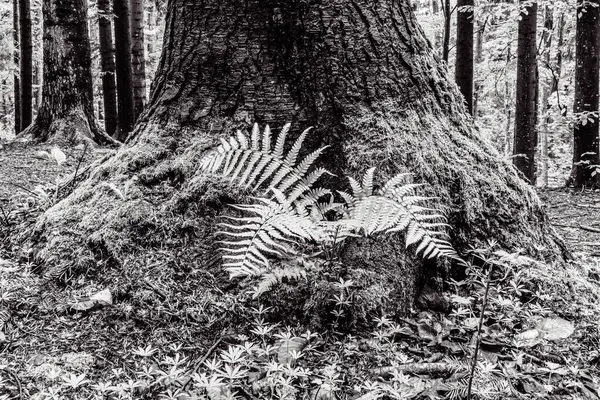 Ağaç gövdesi yosun ve liken ile