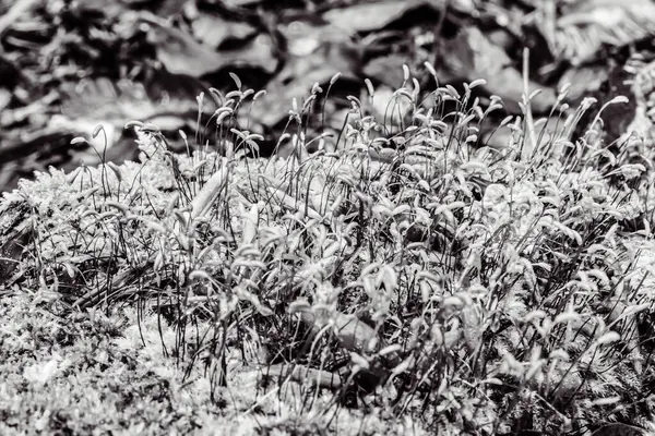 Güzel beyaz ve siyah yaprakların yakın plan çekimi.