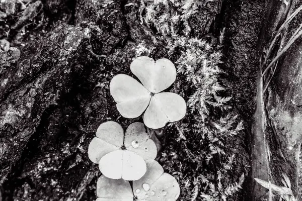 Bahçedeki güzel çiçekler