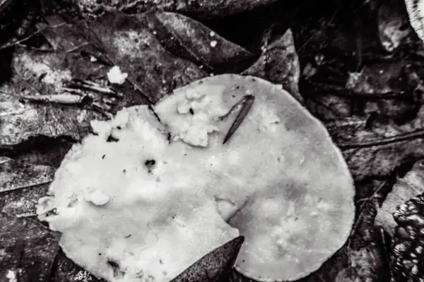 Ormandaki mantarı kapat.