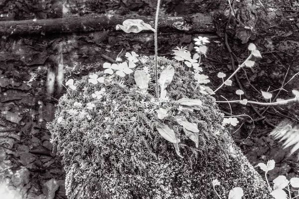 eski ağaç gövde doku