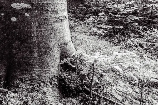 Ağaç gövdesi dokusu ve arkaplanı