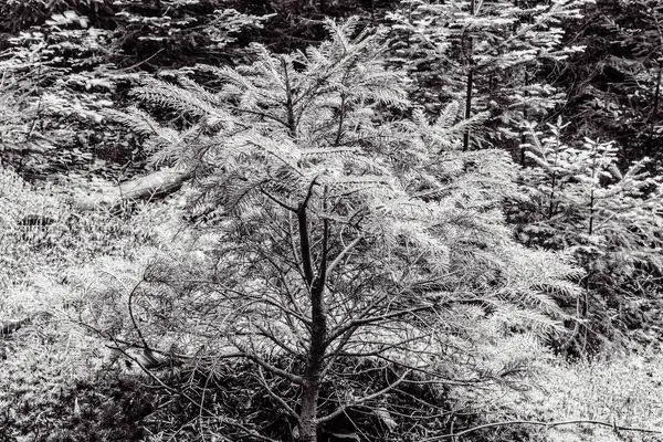 Güzel karlı kış manzarası