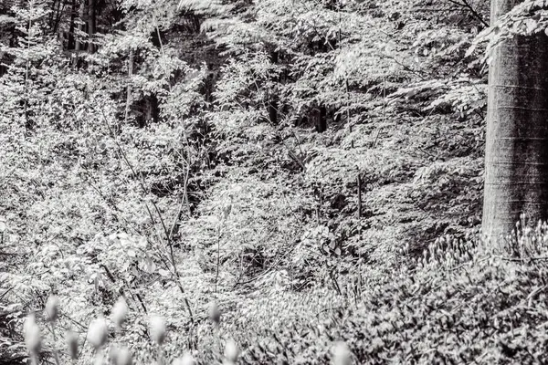 bir ağacın siyah beyaz fotoğrafı