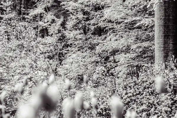 Ormandaki ağaçların siyah beyaz fotoğrafı