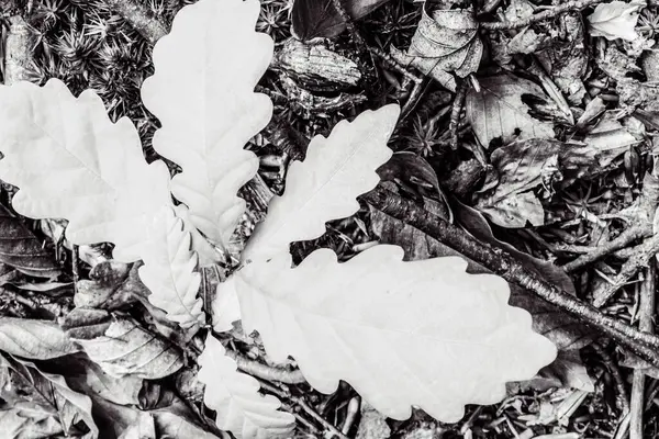 Siyah ve beyaz sonbahar yaprakları