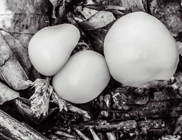 Ağaçtaki bir kuşun beyaz yumurtaları..
