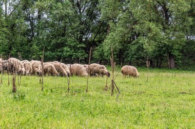 Orman, Karpatlar, Doğa Fotoğrafları - Avrupa, Doğu Avrupa, Romanya 