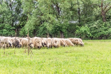 Orman, Karpatlar, Doğa Fotoğrafları - Avrupa, Doğu Avrupa, Romanya 