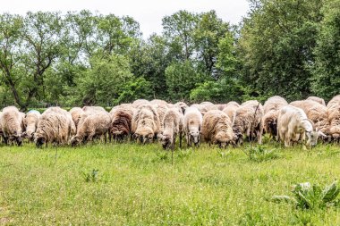 Orman, Karpatlar, Doğa Fotoğrafları - Avrupa, Doğu Avrupa, Romanya 