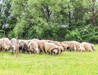 Orman, Karpatlar, Doğa Fotoğrafları - Avrupa, Doğu Avrupa, Romanya 
