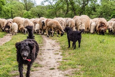 Orman, Karpatlar, Doğa Fotoğrafları - Avrupa, Doğu Avrupa, Romanya 