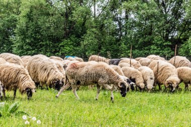 Orman, Karpatlar, Doğa Fotoğrafları - Avrupa, Doğu Avrupa, Romanya 