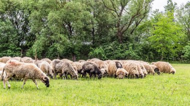 Orman, Karpatlar, Doğa Fotoğrafları - Avrupa, Doğu Avrupa, Romanya 