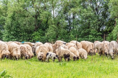 Orman, Karpatlar, Doğa Fotoğrafları - Avrupa, Doğu Avrupa, Romanya 