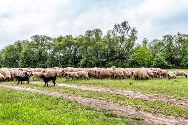 Orman, Karpatlar, Doğa Fotoğrafları - Avrupa, Doğu Avrupa, Romanya 