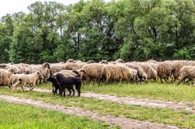 Orman, Karpatlar, Doğa Fotoğrafları - Avrupa, Doğu Avrupa, Romanya 