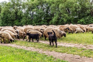Orman, Karpatlar, Doğa Fotoğrafları - Avrupa, Doğu Avrupa, Romanya 