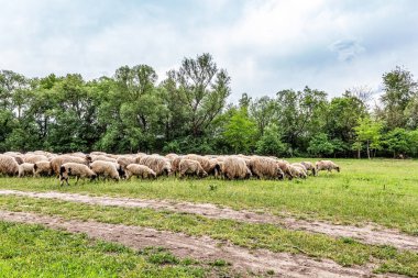 Orman, Karpatlar, Doğa Fotoğrafları - Avrupa, Doğu Avrupa, Romanya 