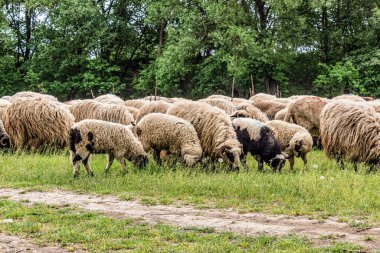 Orman, Karpatlar, Doğa Fotoğrafları - Avrupa, Doğu Avrupa, Romanya 