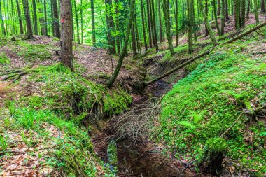 Orman, Karpatlar, Doğa Fotoğrafları - Avrupa, Doğu Avrupa, Romanya 