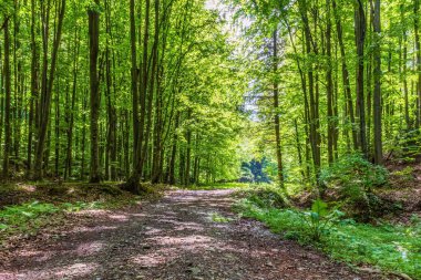 Orman, Karpatlar, Doğa Fotoğrafları - Avrupa, Doğu Avrupa, Romanya 