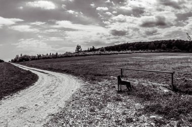 Orman, Karpatlar, Doğa Fotoğrafları - Avrupa, Doğu Avrupa, Romanya 