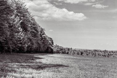 Orman, Karpatlar, Doğa Fotoğrafları - Avrupa, Doğu Avrupa, Romanya 