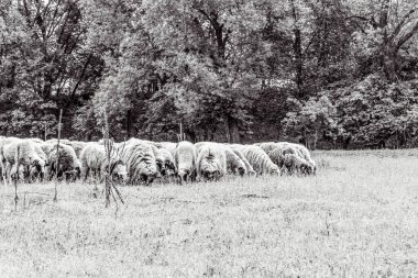 Orman, Karpatlar, Doğa Fotoğrafları - Avrupa, Doğu Avrupa, Romanya 