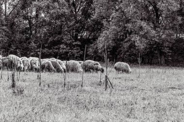 Orman, Karpatlar, Doğa Fotoğrafları - Avrupa, Doğu Avrupa, Romanya 