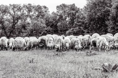 Orman, Karpatlar, Doğa Fotoğrafları - Avrupa, Doğu Avrupa, Romanya 