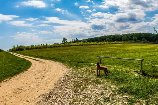 Orman, Karpatlar, Doğa Fotoğrafları - Avrupa, Doğu Avrupa, Romanya 