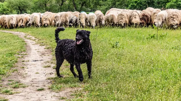 Orman, Karpatlar, Doğa Fotoğrafları - Avrupa, Doğu Avrupa, Romanya 