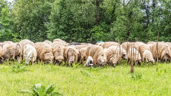 Orman, Karpatlar, Doğa Fotoğrafları - Avrupa, Doğu Avrupa, Romanya 