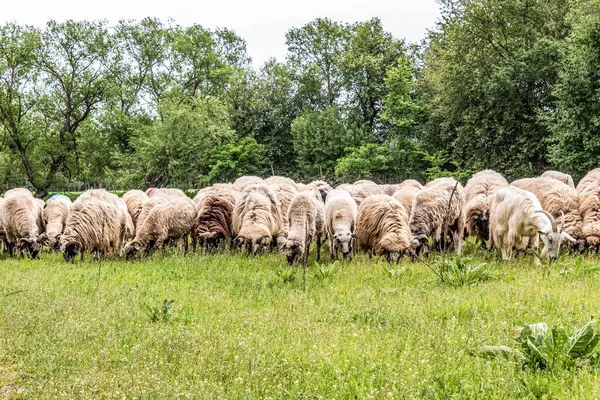 Orman, Karpatlar, Doğa Fotoğrafları - Avrupa, Doğu Avrupa, Romanya 
