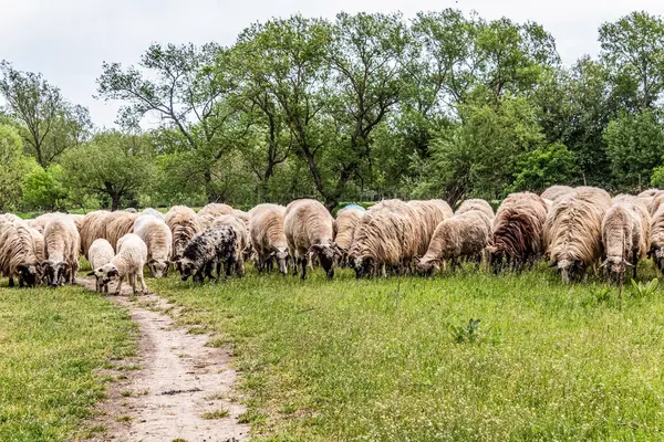 Orman, Karpatlar, Doğa Fotoğrafları - Avrupa, Doğu Avrupa, Romanya 