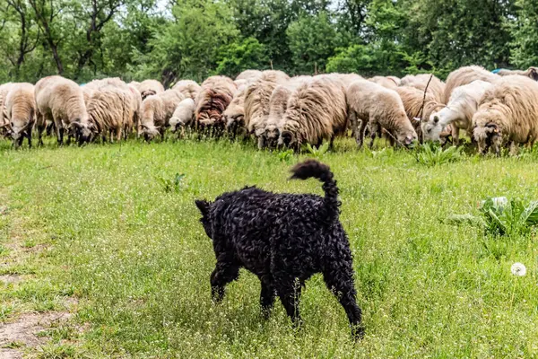 Orman, Karpatlar, Doğa Fotoğrafları - Avrupa, Doğu Avrupa, Romanya 