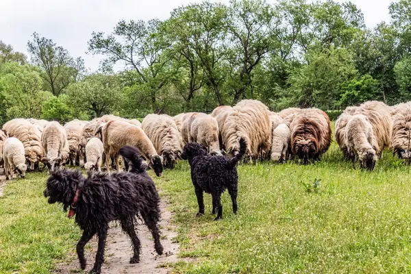 Orman, Karpatlar, Doğa Fotoğrafları - Avrupa, Doğu Avrupa, Romanya 