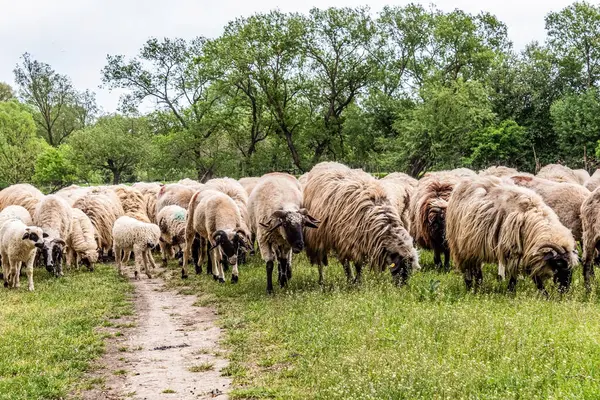 Orman, Karpatlar, Doğa Fotoğrafları - Avrupa, Doğu Avrupa, Romanya 