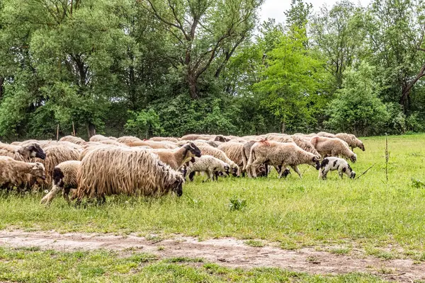 Orman, Karpatlar, Doğa Fotoğrafları - Avrupa, Doğu Avrupa, Romanya 