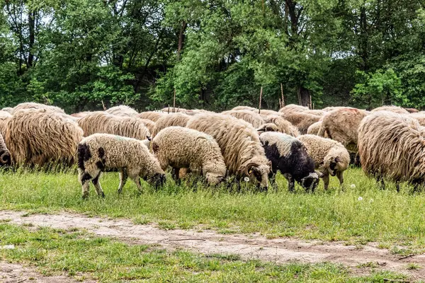 Orman, Karpatlar, Doğa Fotoğrafları - Avrupa, Doğu Avrupa, Romanya 